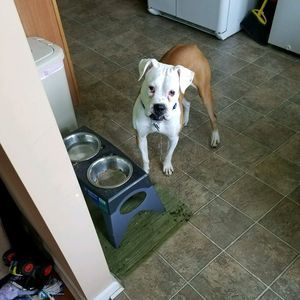 Meet your Posher, Ivy